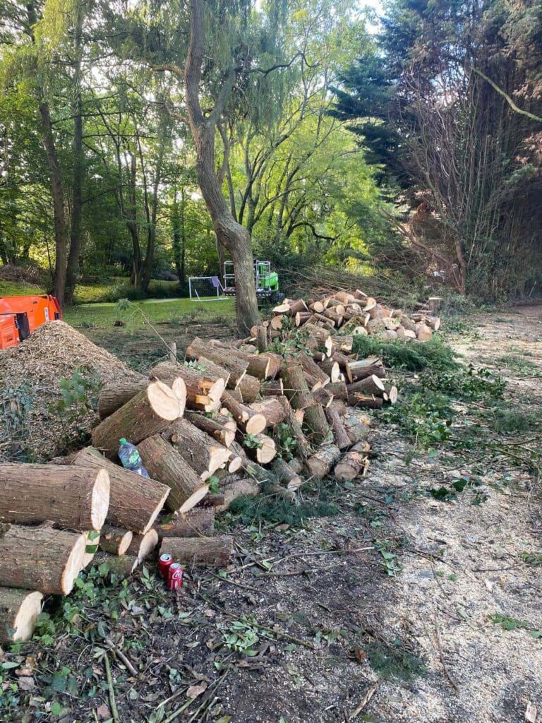 This is a photo of a wood area which is having multiple trees removed. The trees have been cut up into logs and are stacked in a row. Newport Pagnell Tree Surgeons